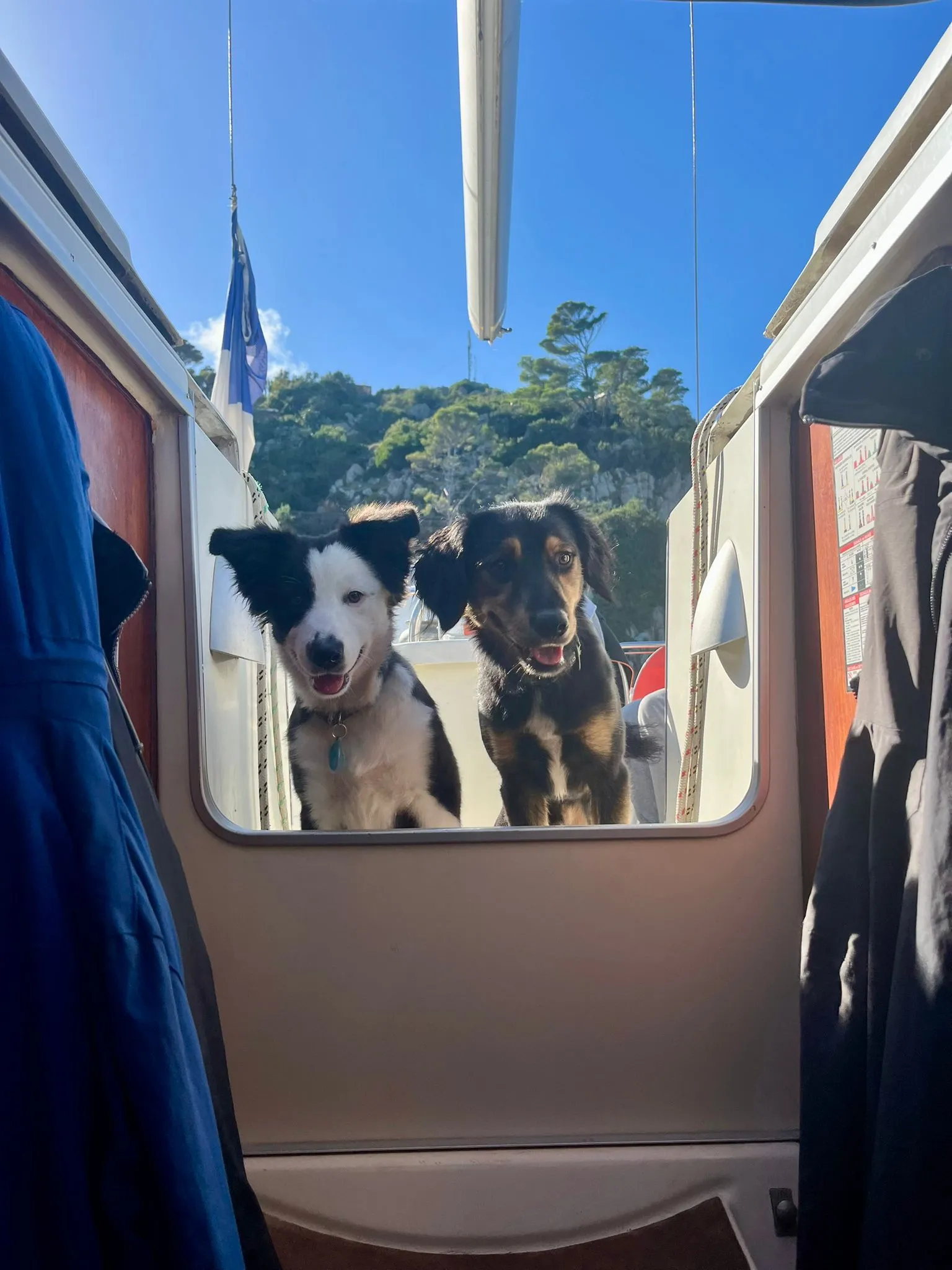 Deux chiots curieux observent l'équipage depuis l'écoutille du voilier Eridu mouillé en Corse